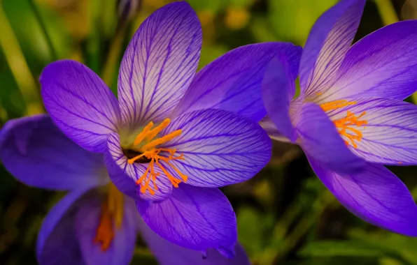 Picture macro, petals, crocuses, saffron