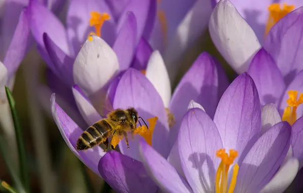 Flowers, bee, spring, crocuses, lilac crocuses