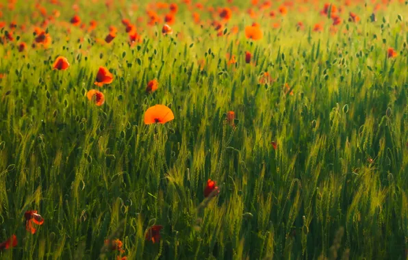 Field, summer, light, flowers, rye, Maki, red, ears