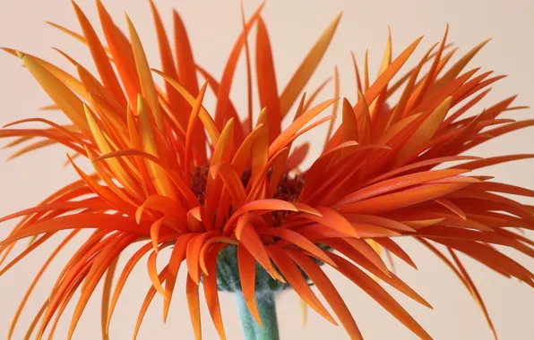 Picture macro, gerbera, hollyleaf