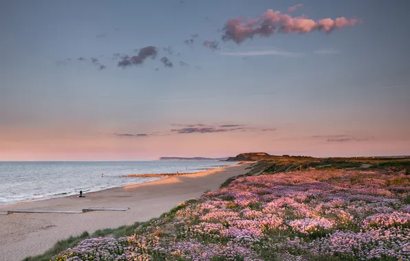 Sand, sea, beach, the sky, clouds, light, flowers, shore