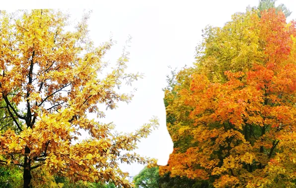Autumn, foliage, landscapes, October 2024