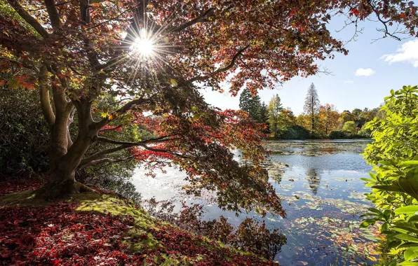 Picture autumn, trees, nature, lake