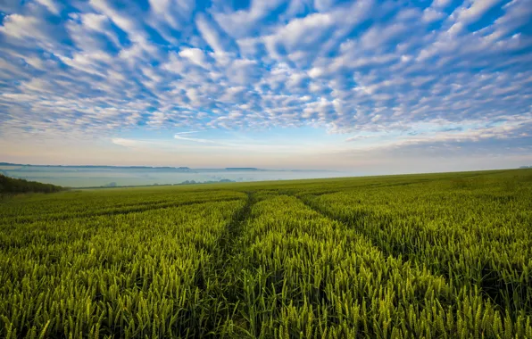 Wallpaper the sky, wheat, wheat field, field