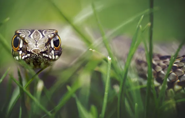 Grass, look, scales, bokeh, hypnosis, reptile
