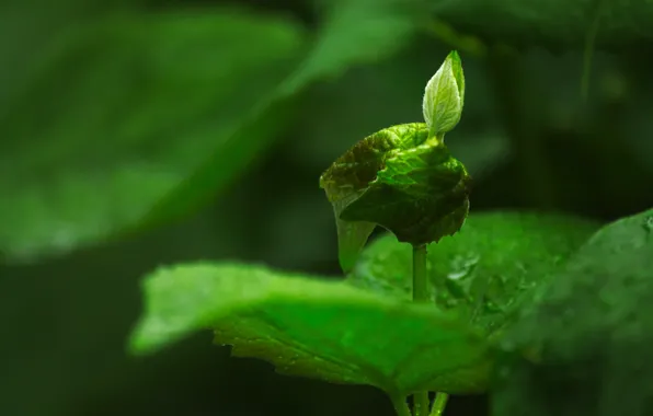 Sheet, green, plant, Rostock, growth, development