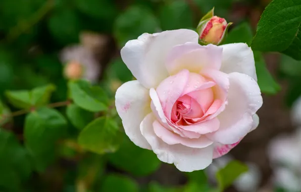 Picture tenderness, rose, petals, Bud