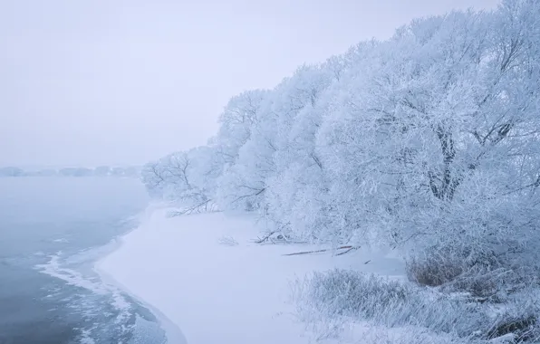 Snow, trees, lake, shore, Sergey Poletaev, Sergei Poletaev