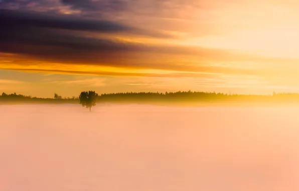 Winter, field, forest, the sky, snow, fog, tree, dawn