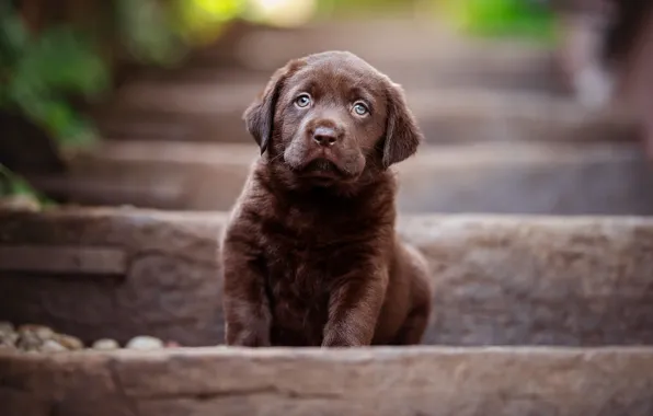Dog, baby, ladder, puppy, stage, sitting, brown, chocolate