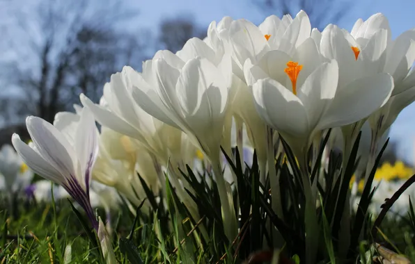 Macro, light, flowers, nature, spring, crocuses, white, clearing