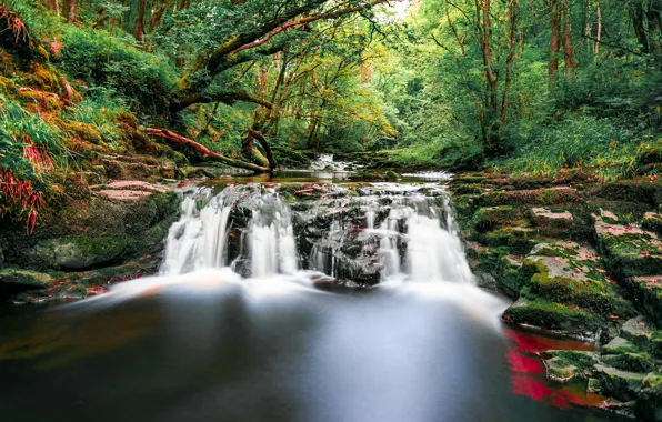 Picture forest, trees, stream, stones, waterfall, moss, UK, Wales