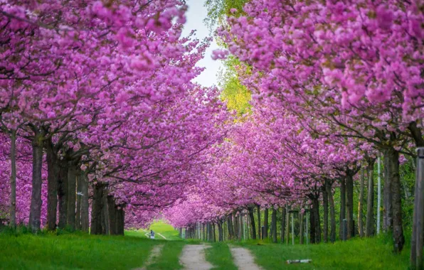 Trees, flowers, Park, branch, beauty, spring, garden, Sakura