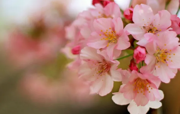 Macro, cherry, spring, flowering, flowers