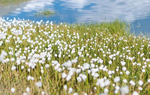 Water, flowers, lake, Russia, white flowers, Altay, Valley of seven lakes