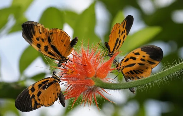 Flower, butterfly, foliage