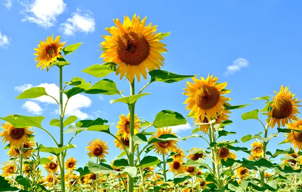 Field, the sky, leaves, clouds, flowers, sunflower, petals