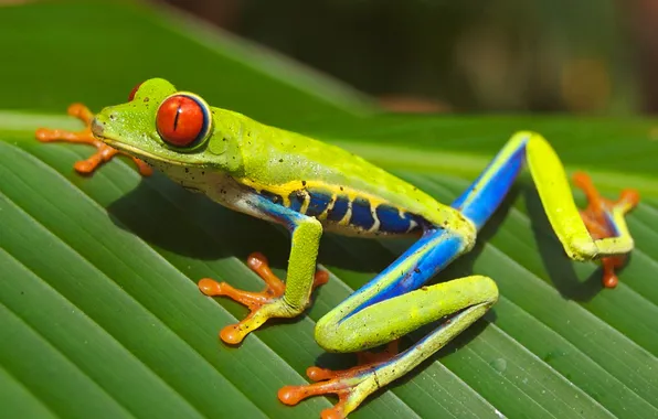 Picture eyes, nature, sheet, color, frog, legs