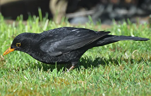 Picture grass, bird, beak, tail, Blackbird