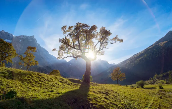 Picture the sun, light, mountains, trees