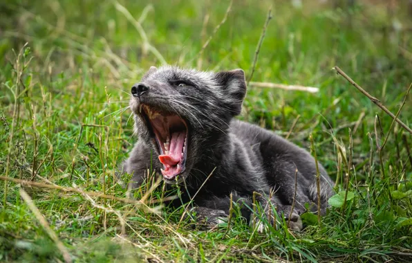 Language, grass, face, pose, grey, glade, mouth, lies