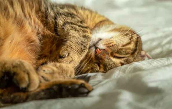 Cat, cat, look, nature, pose, face, striped