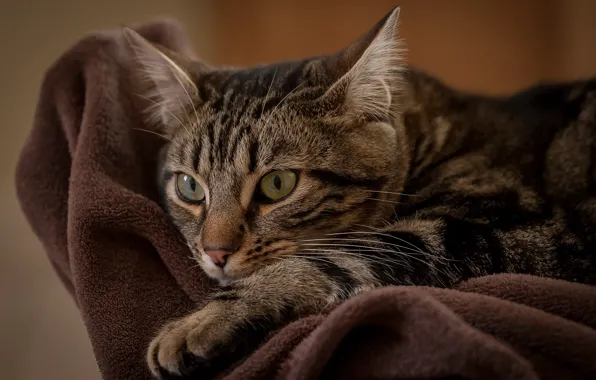 Cat, cat, kitty, Kota