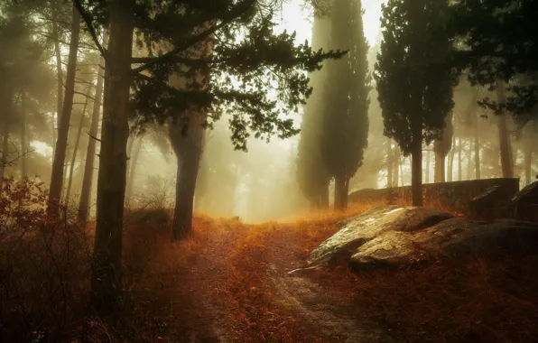 Picture autumn, forest, fog