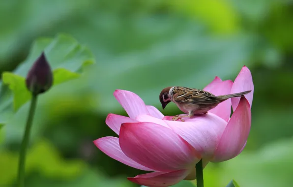 Bird, Sparrow, Lotus