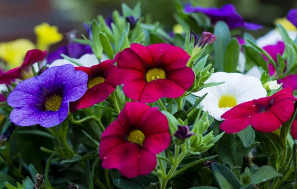 Purple, red, Petunia