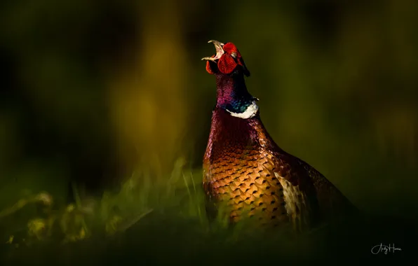 Picture nature, bird, pheasant, Phasianus colchicus