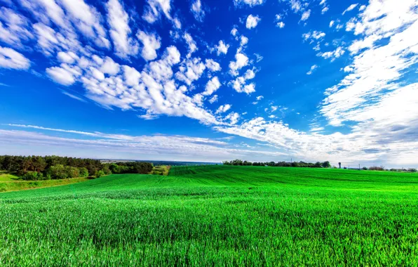 Greens, field, the sky, grass, clouds, trees