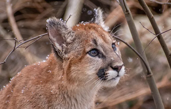 Picture face, snow, branches, cub, wild cat, Puma, Cougar
