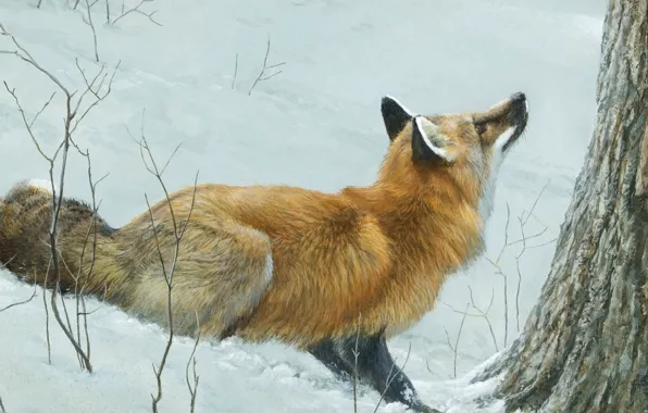 Picture winter, forest, snow, art, Fox, Robert Bateman