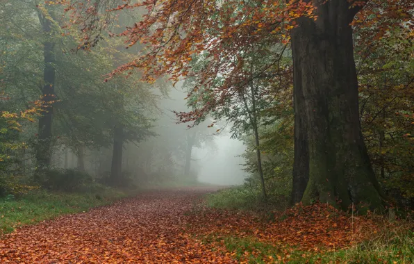 Picture road, autumn, forest, leaves, trees, England, England, Wiltshire