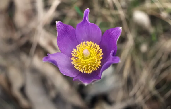 Flowers, background, dream grass