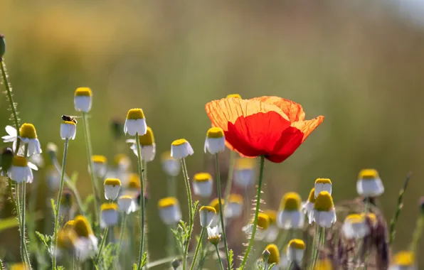 Summer, flowers, Mac, Maki, chamomile, red, bokeh
