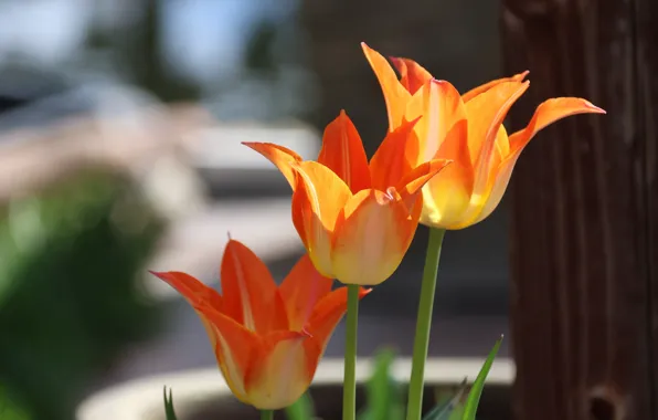 Flowers, spring, tulips, orange, trio