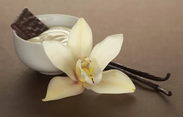 Picture flower, beautiful, aroma, vanilla