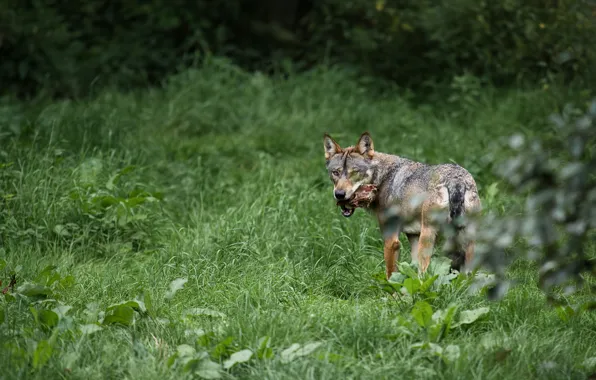 Nature, wolf, mining