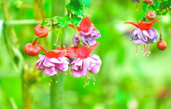 Macro, buds, fuchsia