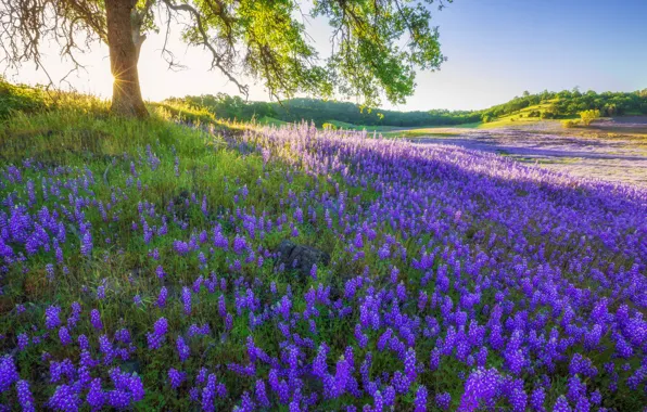 Picture trees, lupins, slope