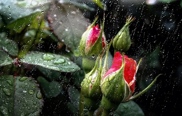 Picture leaves, flowers, nature, rain, Wallpaper, saver, pink buds, rain outside my window