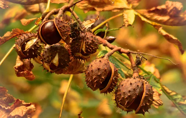 Autumn, leaves, tree, chestnut