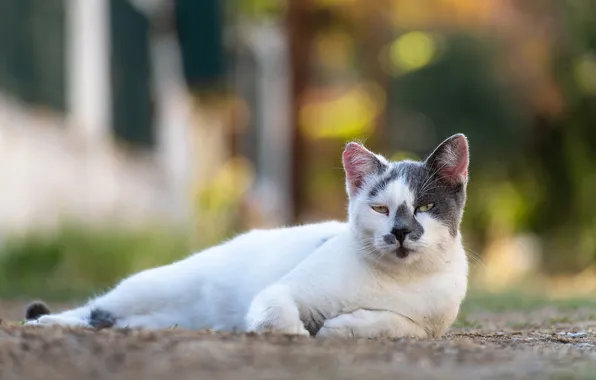 Cat, cat, look, pose, house, lies, face, bokeh