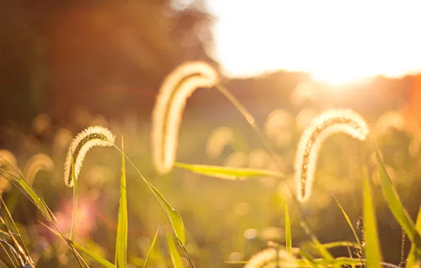 Picture field, leaves, the sun, macro, background, widescreen, Wallpaper, plant