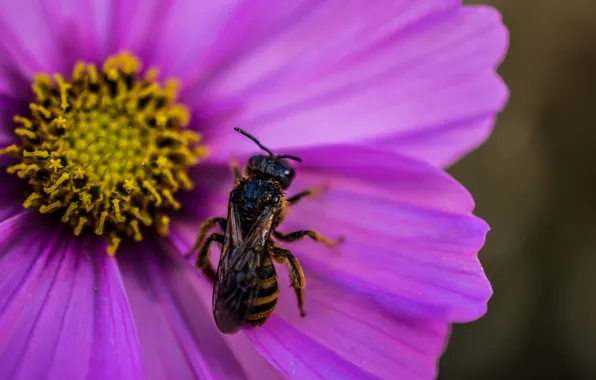 Picture flower, macro, flower, macro, wasp, OSA