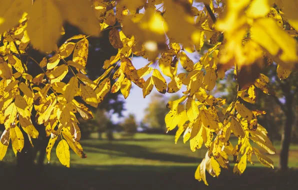 Autumn, light, yellow, autumn leaves