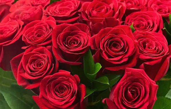 Red, bright, roses, colorful, red, March 8, beautiful, lovely