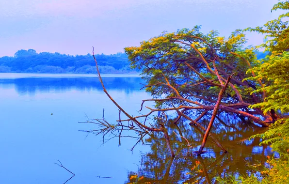 Sky, Water, Sunrise, Dawn, Morning, Lake, Trees, Reflection